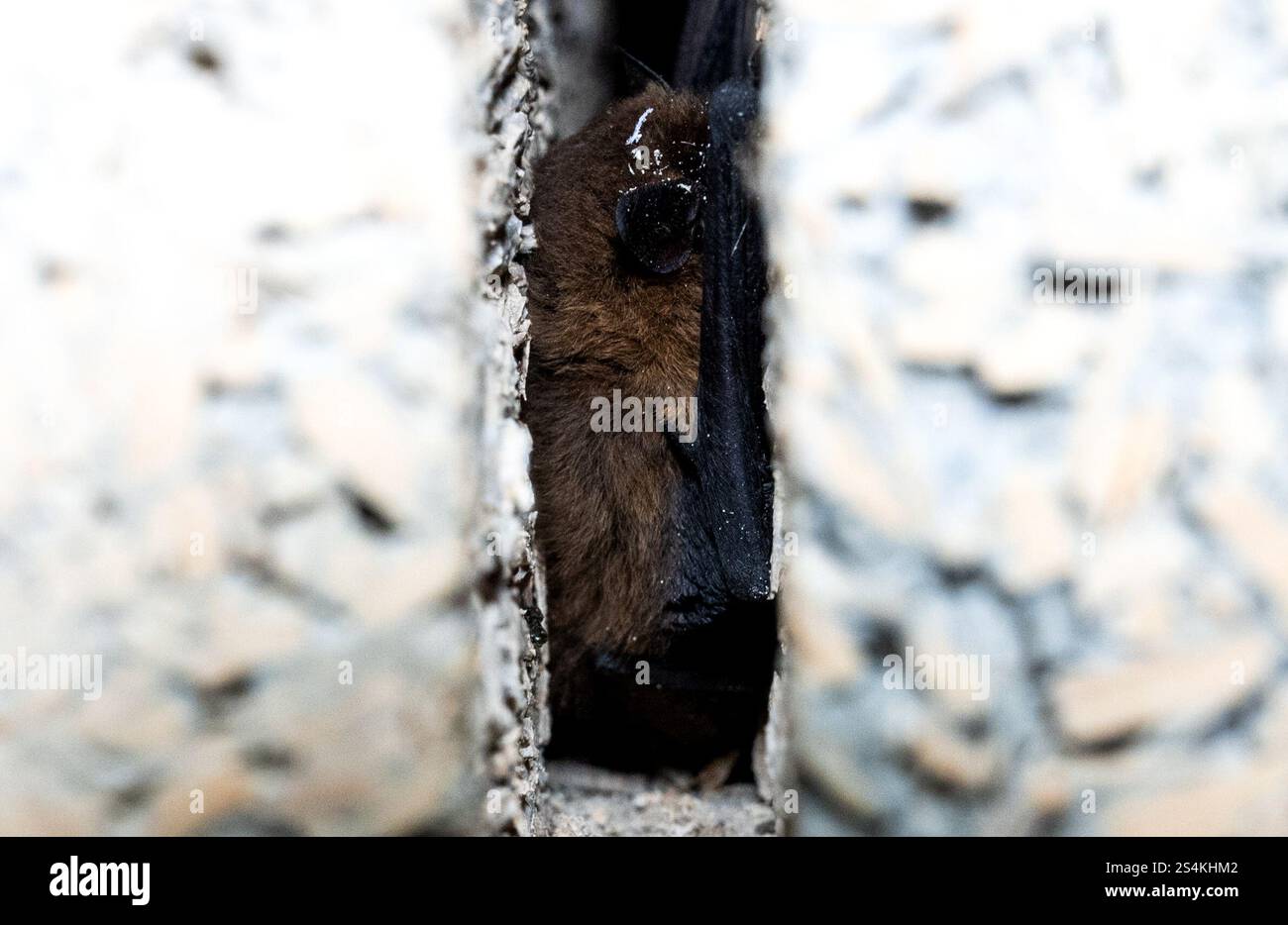 Hohenlockstedt, Germania. 8 gennaio 2025. Un pipistrello siede in una fessura di pietra in un vecchio bunker di munizioni in un campo invernale. Con 1259 pipistrelli documentati nel censimento annuale, il rifugio era ancora più popolare rispetto all'anno precedente. Credito: Daniel Bockwoldt/dpa/Alamy Live News Foto Stock