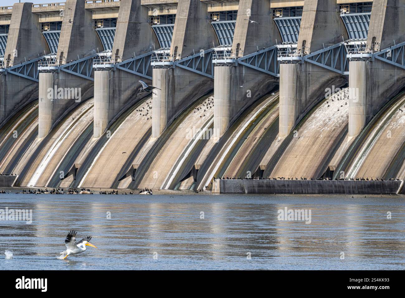 La diga di Fort Gibson a Fort Gibson, Oklahoma, ospita una varietà di uccelli, tra cui cormorani a doppia cresta, pellicani bianchi e aironi blu. Foto Stock