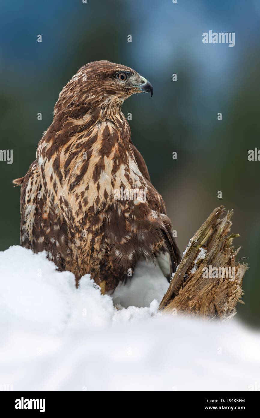 Il falco si erge allertato su un tronco disseminato di neve, mostrando il suo impressionante piumaggio mentre osserva il tranquillo paesaggio invernale circondato da alberi. Foto Stock