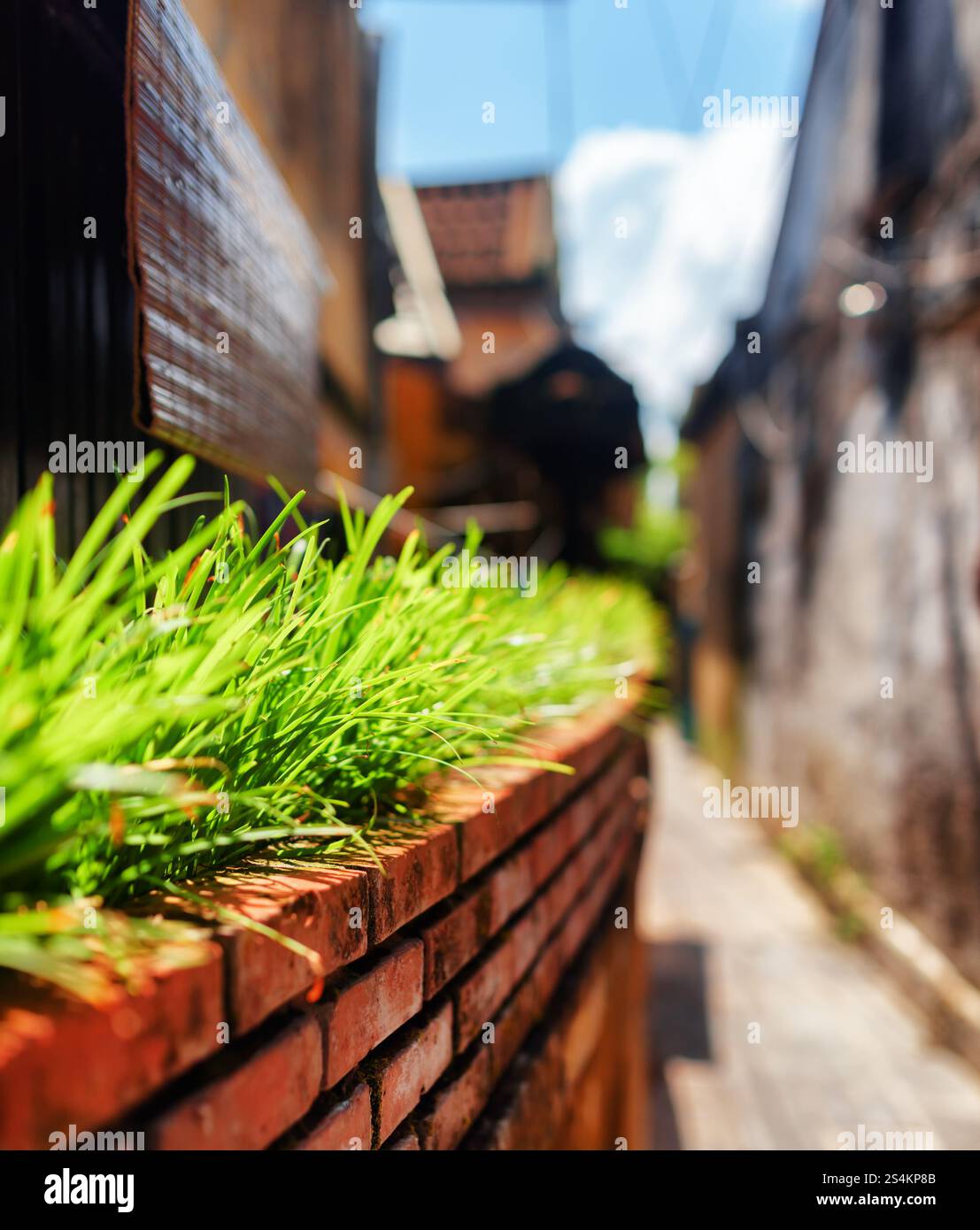 Erba verde accanto al muro della casa in una strada stretta Foto Stock