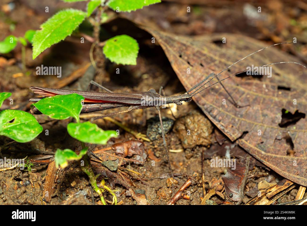 Pseudophasma, Pseudophasmatidae è una famiglia di insetti a bastone, nel sottordine Verophasmatodea, comunemente chiamati bastoncini a strisce. Volcano Arena Foto Stock