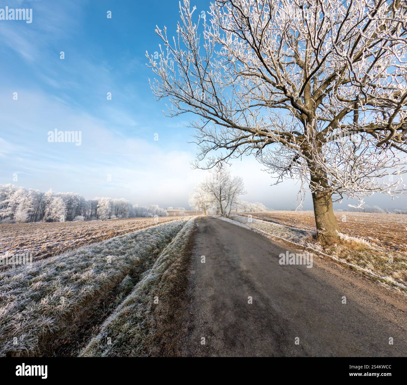 Tranquillo paesaggio invernale caratterizzato da una strada rurale ricoperta di gelo fiancheggiata da alberi innevati sotto un cielo azzurro. Vysocina Repubblica Ceca. Foto Stock