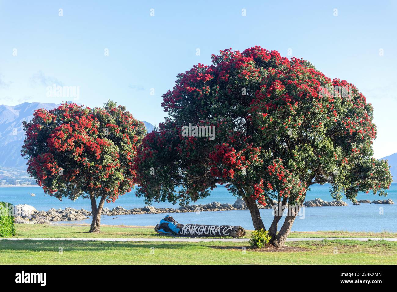 Kaikōura sign and Pōhutukawa Trees (Metrosideros excelsa), Esplanade, Kaikōura, Canterbury Region, South Island, nuova Zelanda Foto Stock