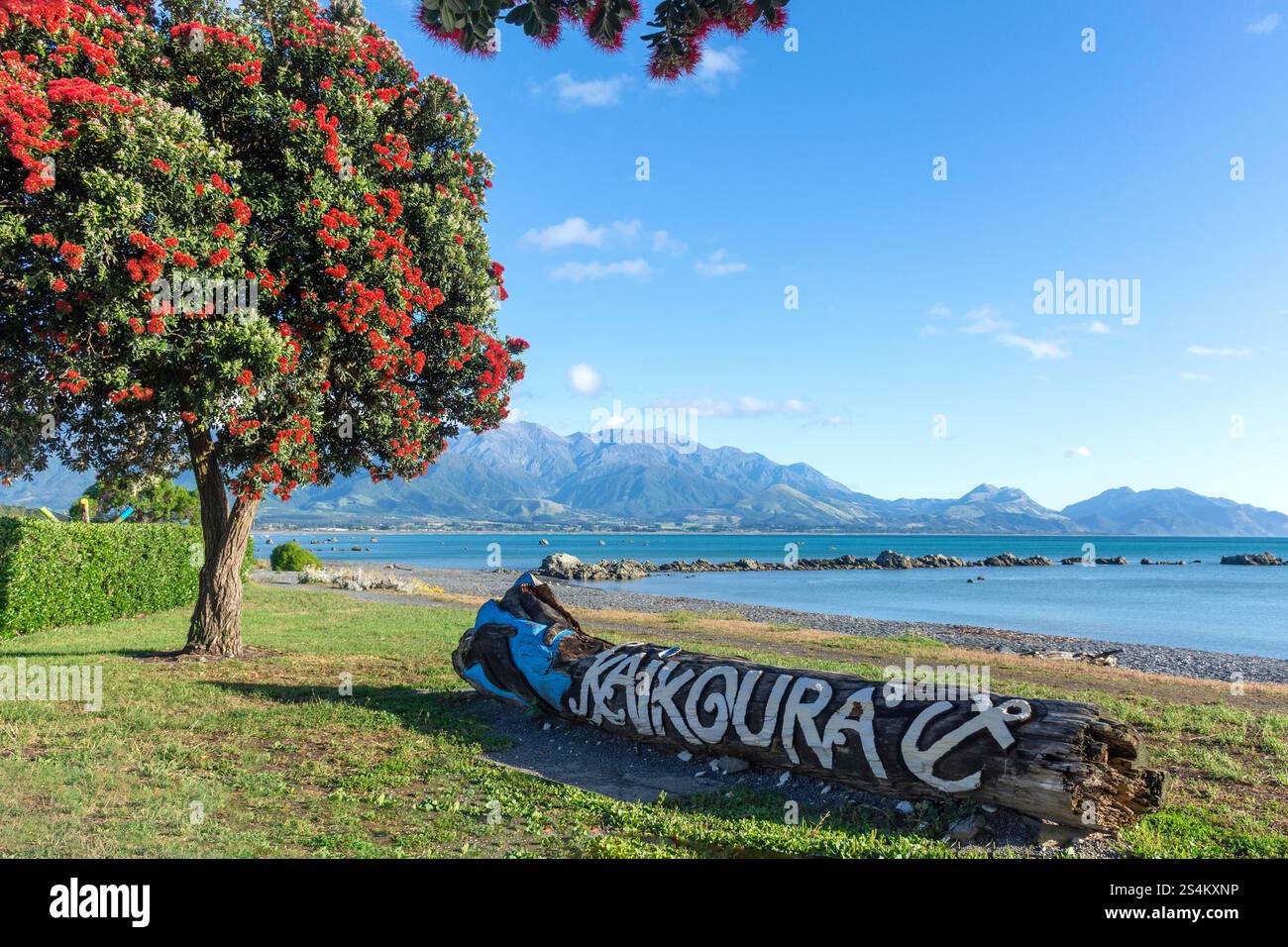 Insegna di Kaikōura e alberi di Pōhutukawa (Metrosideros excelsa) in fiore, Esplanade, Kaikōura, regione di Canterbury, Isola del Sud, nuova Zelanda Foto Stock