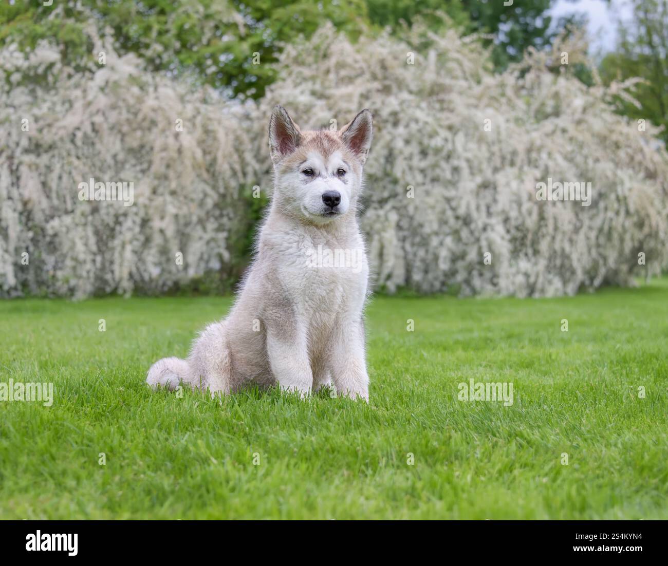 Giovane cucciolo di cane Malamute dell'Alaska, maschio, con un doppio cappotto di peluche seduto in un prato verde con un cespuglio bianco in fiore in primavera Foto Stock