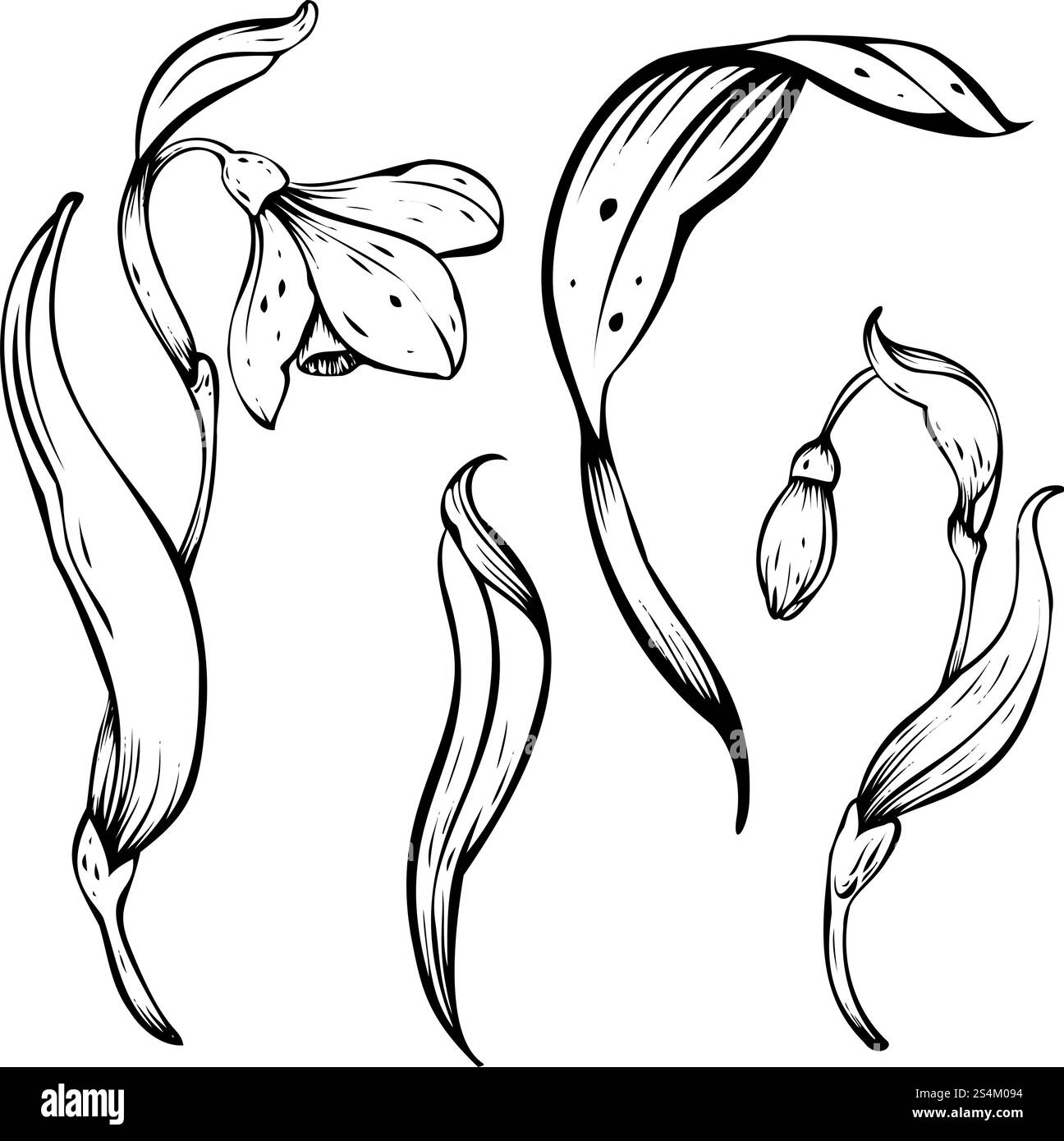 Illustrazione del vettore Snowdrop. Fiori primaverili in fiore. Design lineare disegnato a mano con inchiostro nero di delicati fiori bianchi con foglie. Set botanico Illustrazione Vettoriale