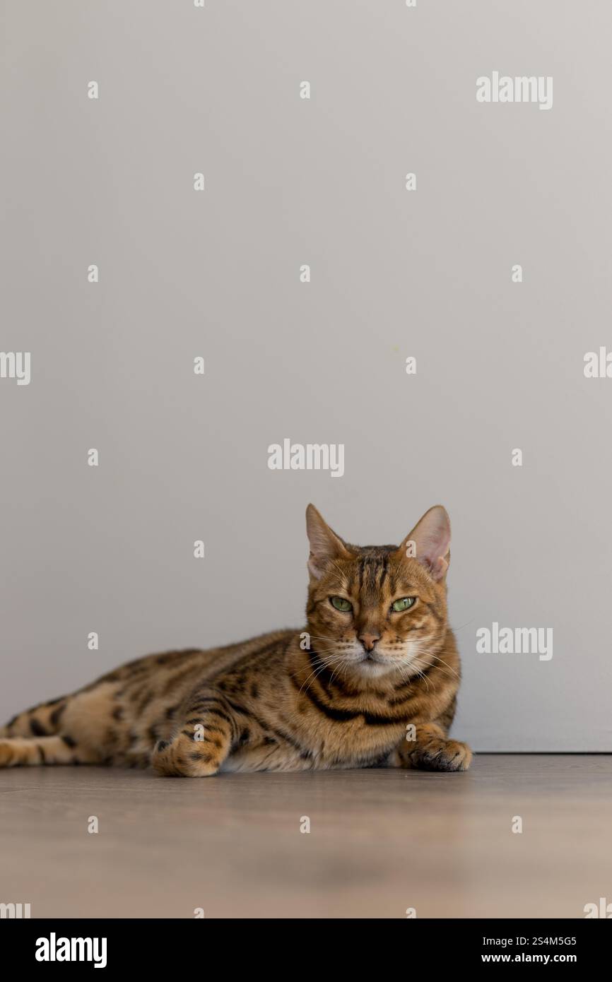 Accogliente atmosfera casalinga con un gatto del Bengala Foto Stock