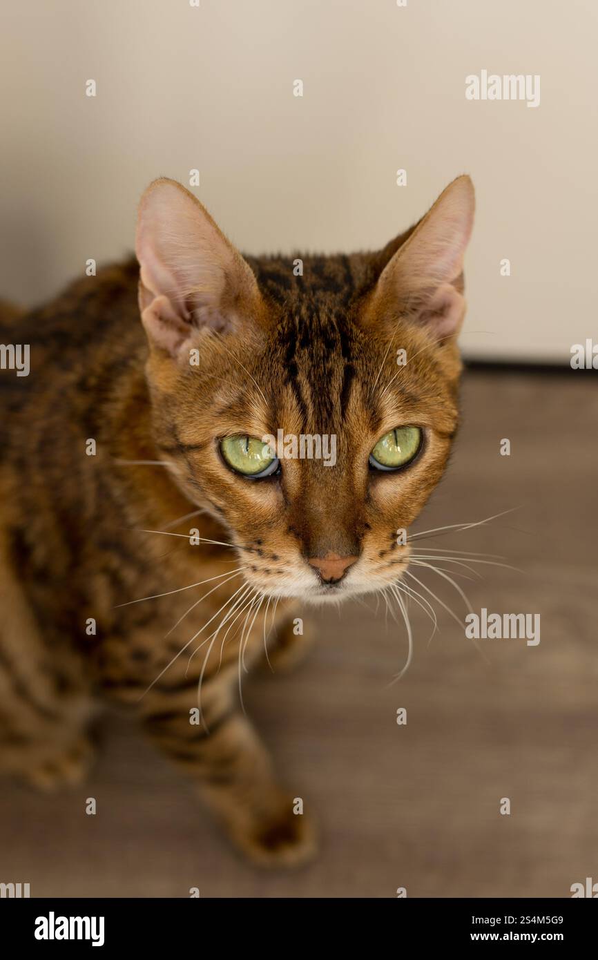 Uno splendido gatto del Bengala si rilassa in un ambiente accogliente, mostrando i suoi eleganti motivi di pelliccia e gli ipnotici occhi verdi Foto Stock