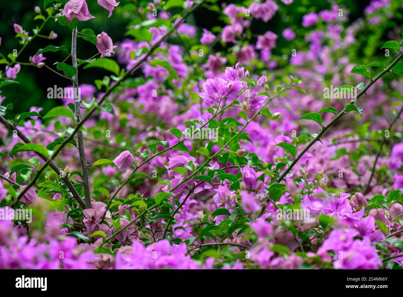 Sfondo di fiori di bouganville viola, vite tropicale ornamentale spinosa, giardinaggio esotico invasivo, dettaglio ravvicinato macro Foto Stock