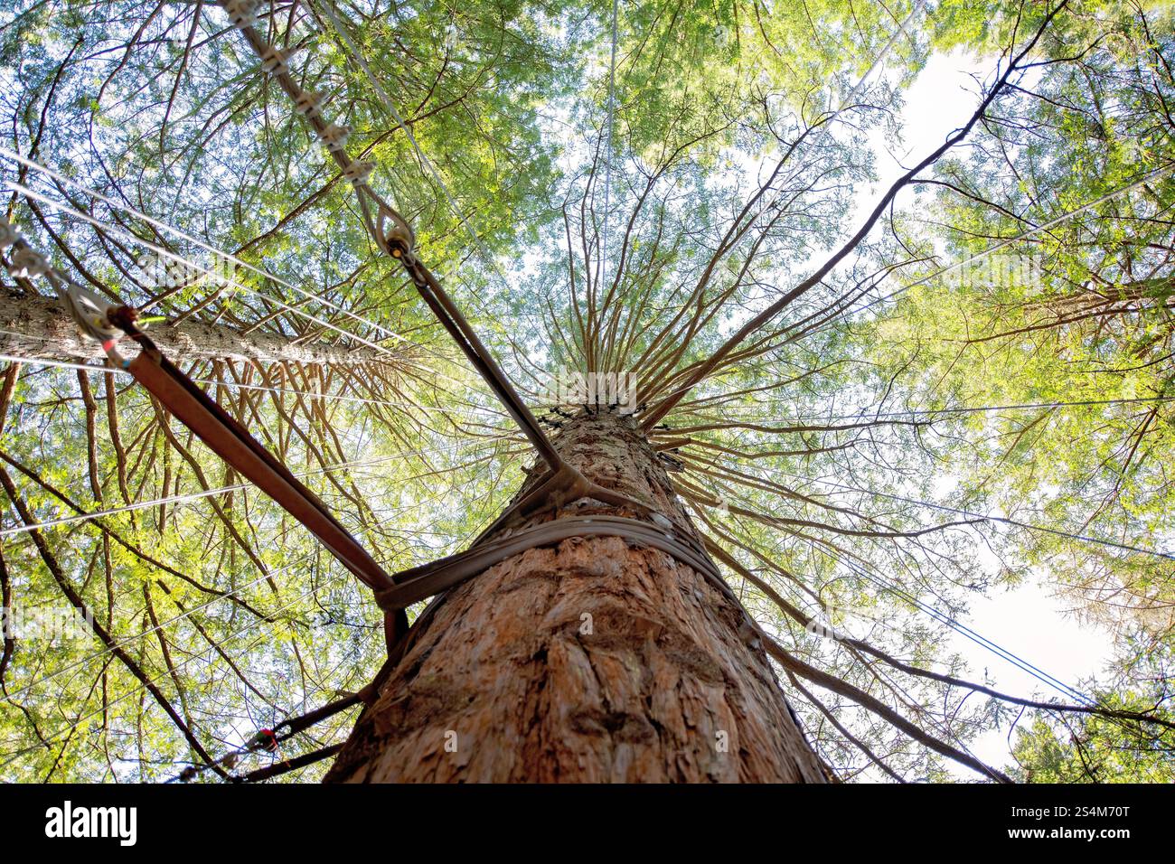 Passeggiata sulla cima degli alberi di Rotorua, foresta di sequoie, nuova Zelanda, destinazione turistica, vacanza in famiglia, ambiente fuori dalla natura all'aperto Foto Stock