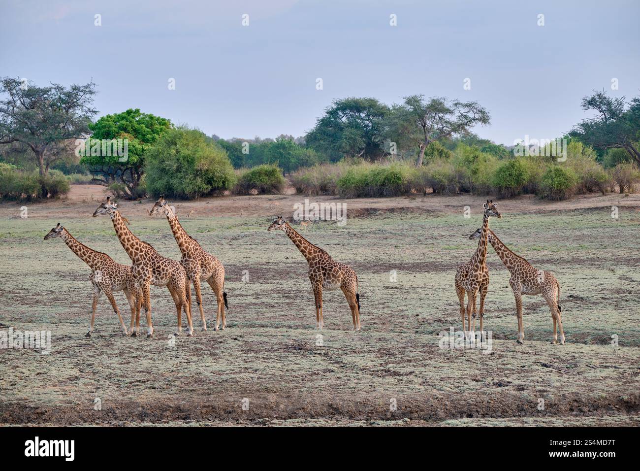 Giraffe di Thornicroft (Giraffa camelopardalis thornicrofti), Parco Nazionale del Luangwa meridionale, Mfuwe, Zambia, Africa Foto Stock
