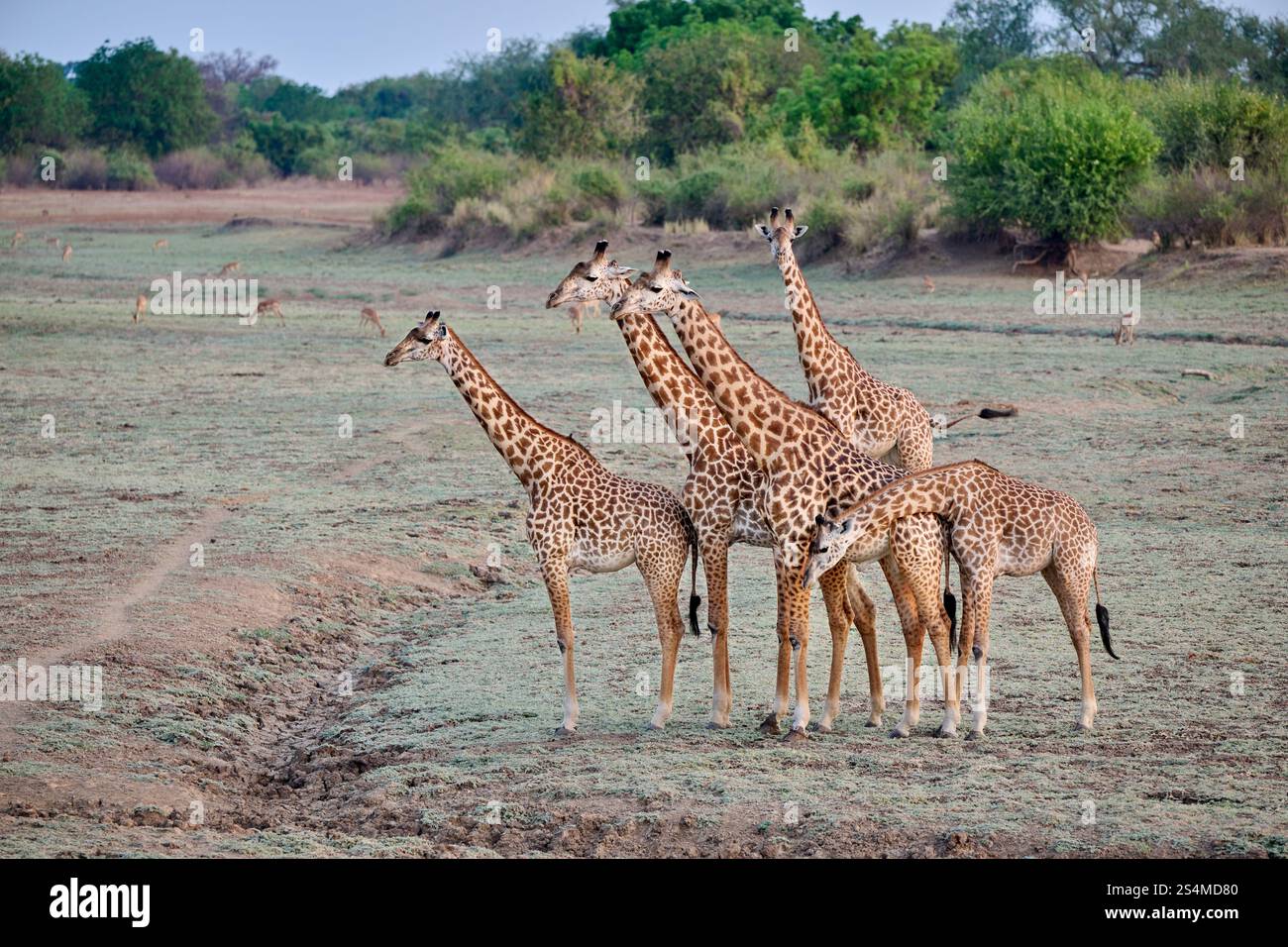 Giraffe di Thornicroft (Giraffa camelopardalis thornicrofti), Parco Nazionale del Luangwa meridionale, Mfuwe, Zambia, Africa Foto Stock
