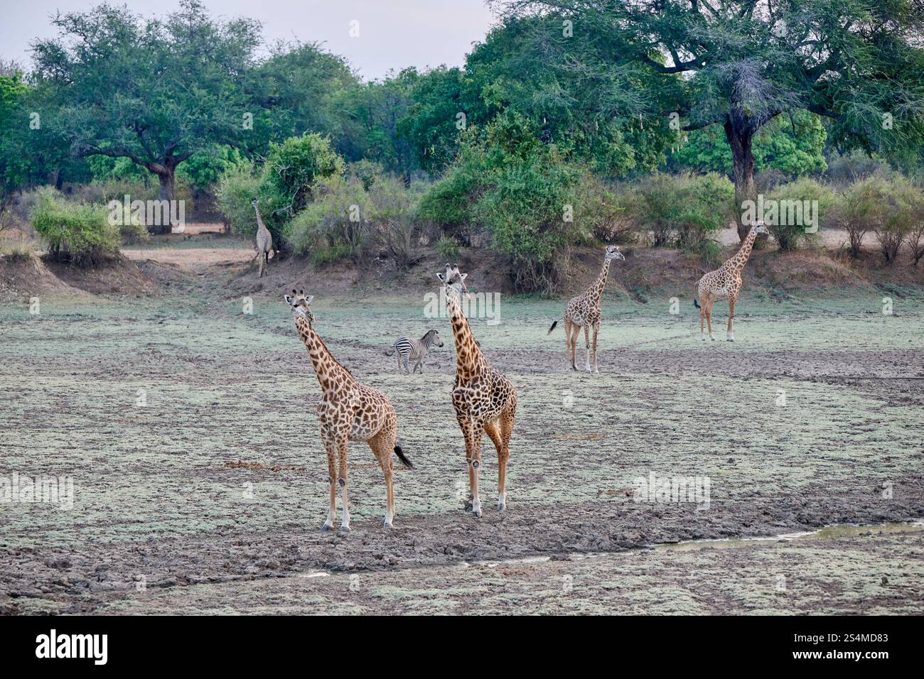 Giraffe di Thornicroft (Giraffa camelopardalis thornicrofti), Parco Nazionale del Luangwa meridionale, Mfuwe, Zambia, Africa Foto Stock