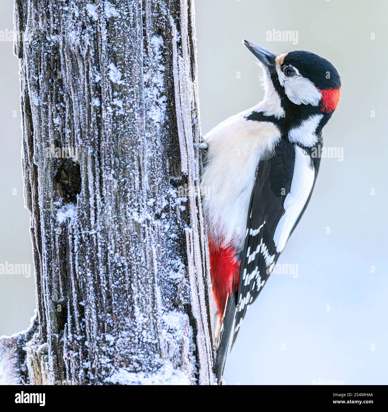 Ottimo picchio maculato (Dendrocopos Major). Foto di Marnadal, Norvegia meridionale a gennaio. Foto Stock Ottimo picchio maculato (Dendrocopos Major). Foto di Marnadal, Norvegia meridionale a gennaio. Foto Stock
