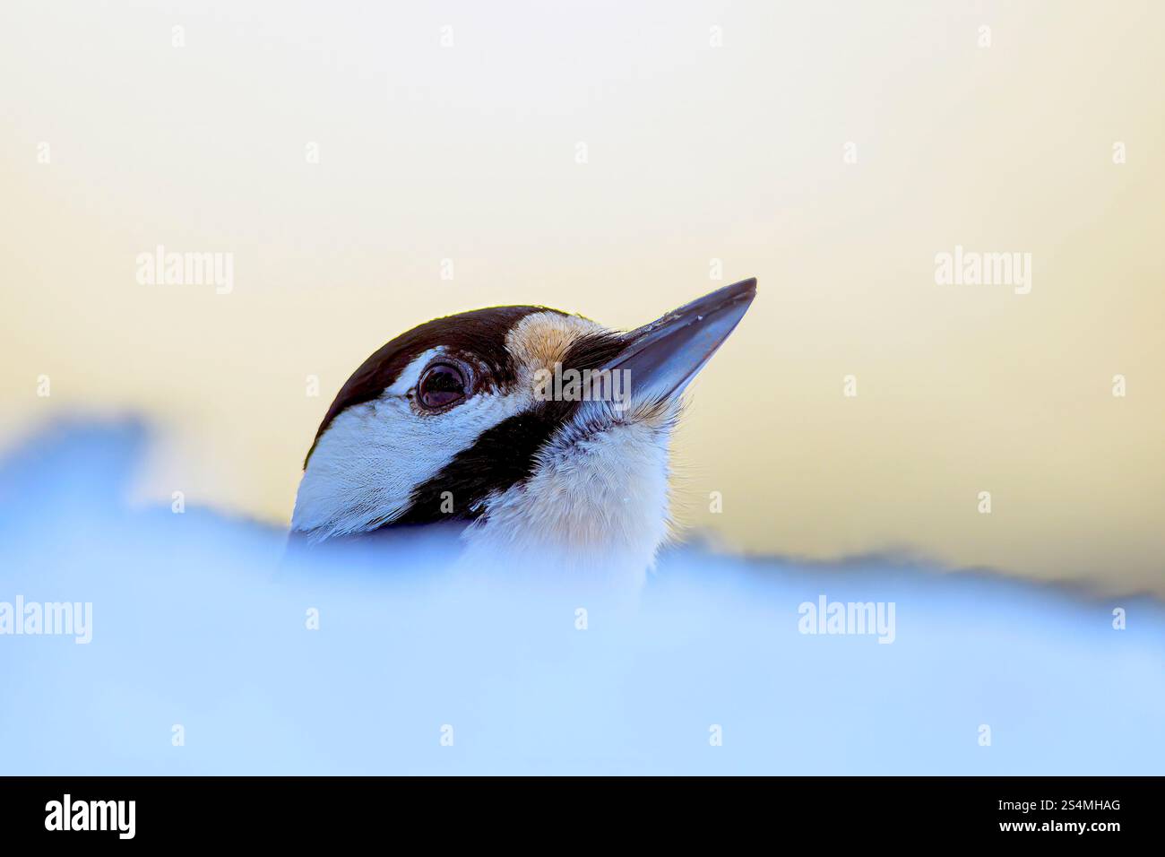 Ottimo picchio di legno macchiato (Dendrocopos Major). Foto di Marnadal, Norvegia meridionale a gennaio. Foto Stock Ottimo picchio di legno macchiato (Dendrocopos Major). Foto di Marnadal, Norvegia meridionale a gennaio. Foto Stock