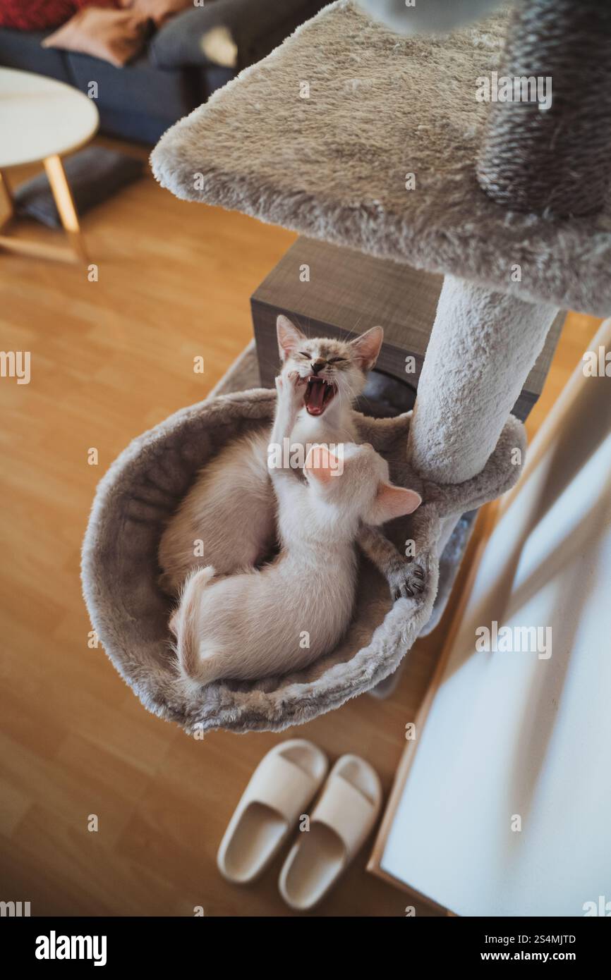 Due gattini giocosi si impegnano in un simpatico tussle all'interno di un comodo letto per gatti. Foto Stock