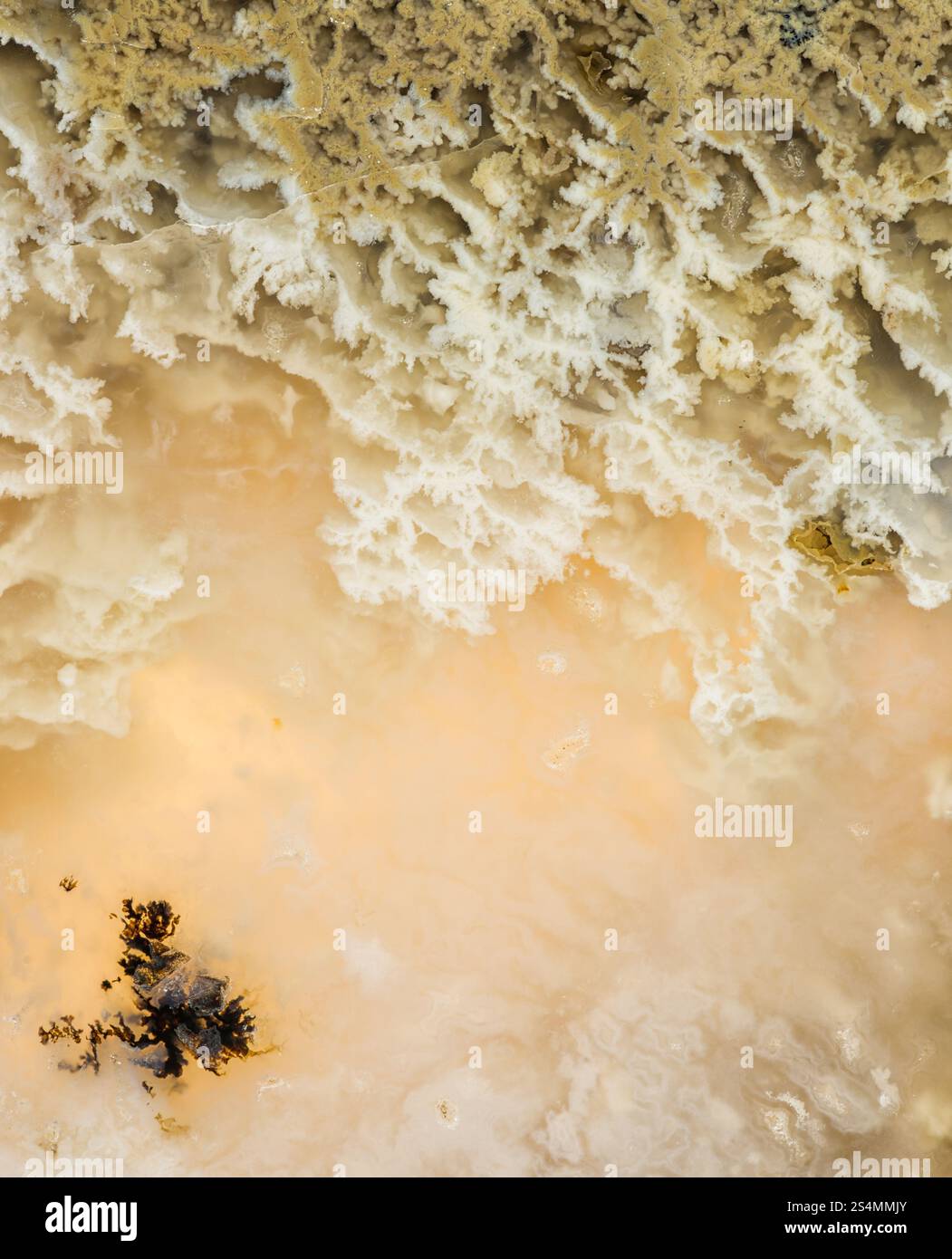 Immagine macro di White Plume Agate leggermente retroilluminato dell'Oregon orientale, che rivela delicati motivi simili a piume in calde tonalità dorate e cremose con in Foto Stock