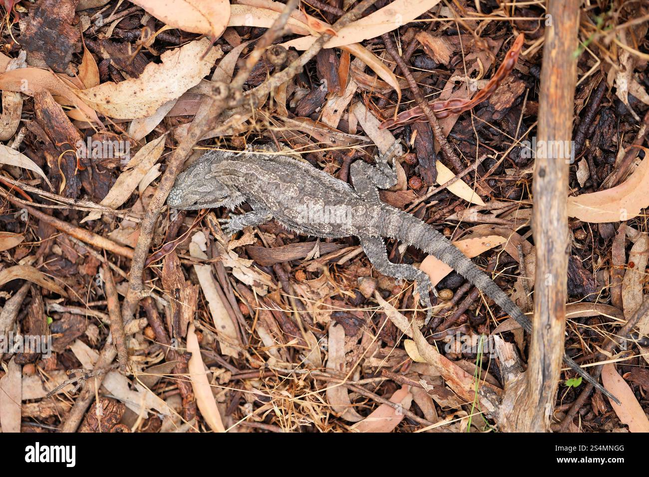 Primo piano del giovane drago barbuto orientale (Pogona barbata) Australia meridionale Foto Stock