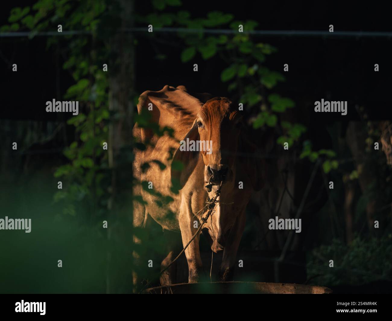 Mucca in piedi alla luce del sole circondata dal verde in un ambiente rurale Foto Stock