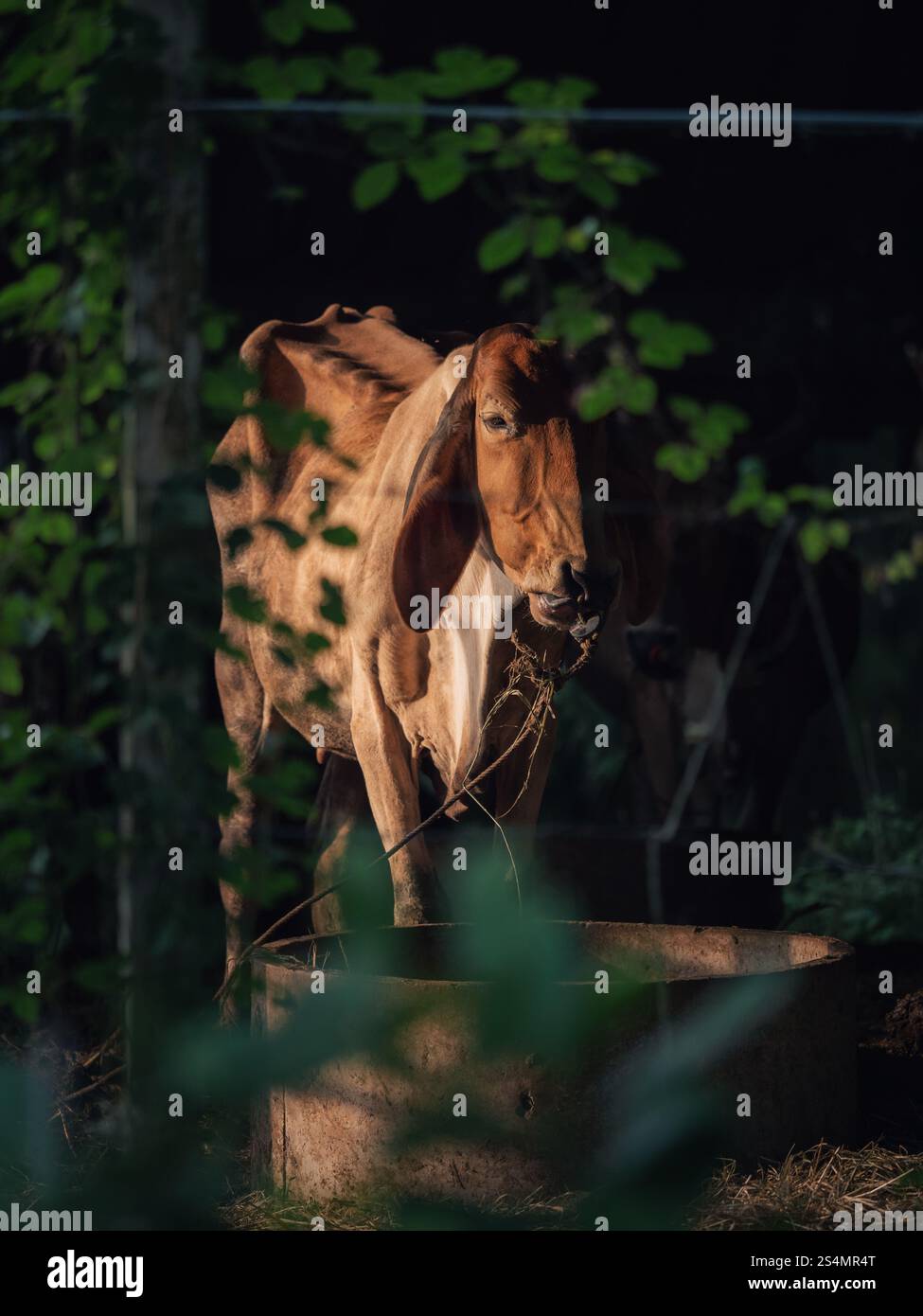 Mucche che pascolano in un ambiente rurale tranquillo circondato dal verde Foto Stock