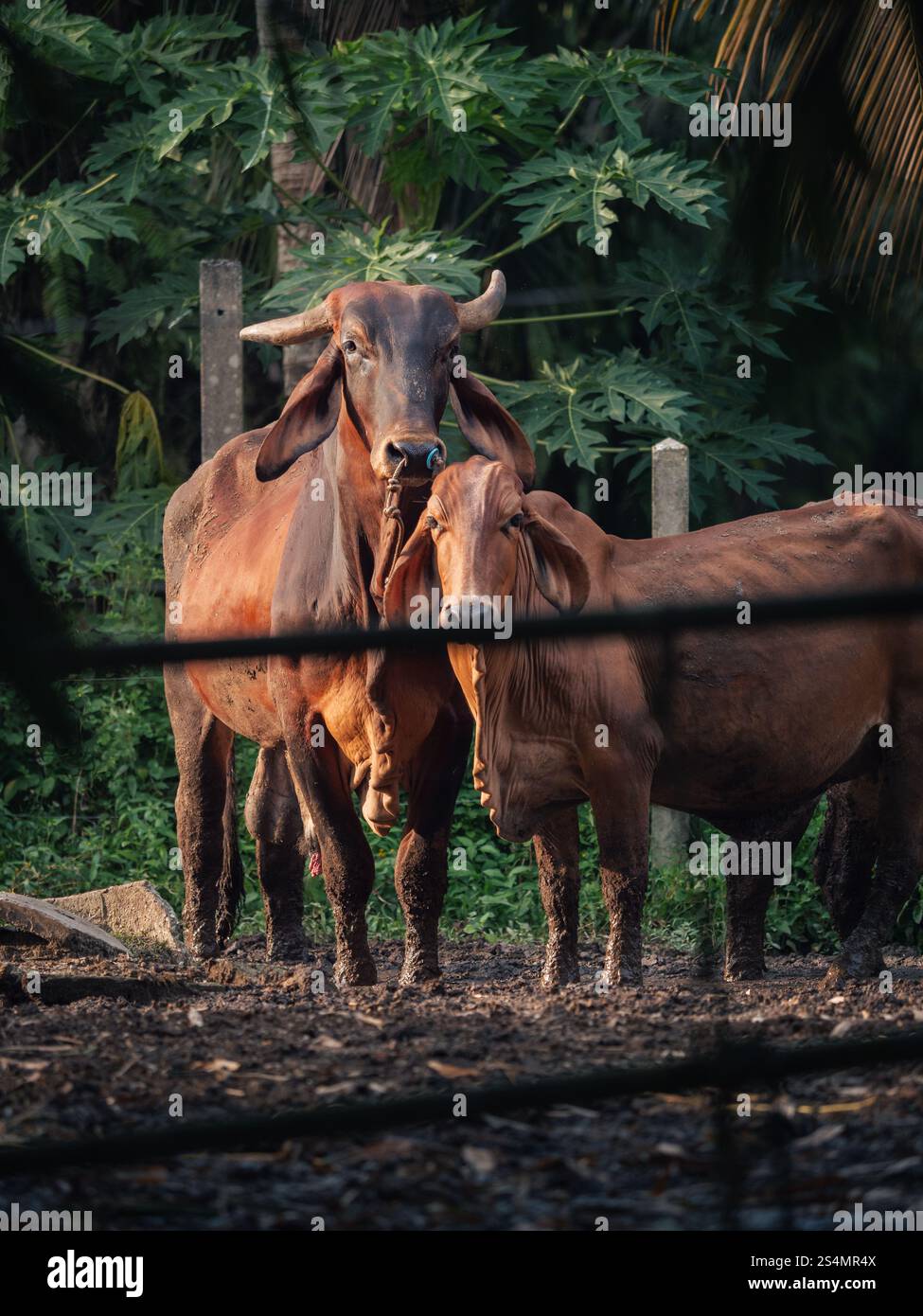 Bestiame che pascolano pacificamente in un ambiente naturale al tramonto Foto Stock