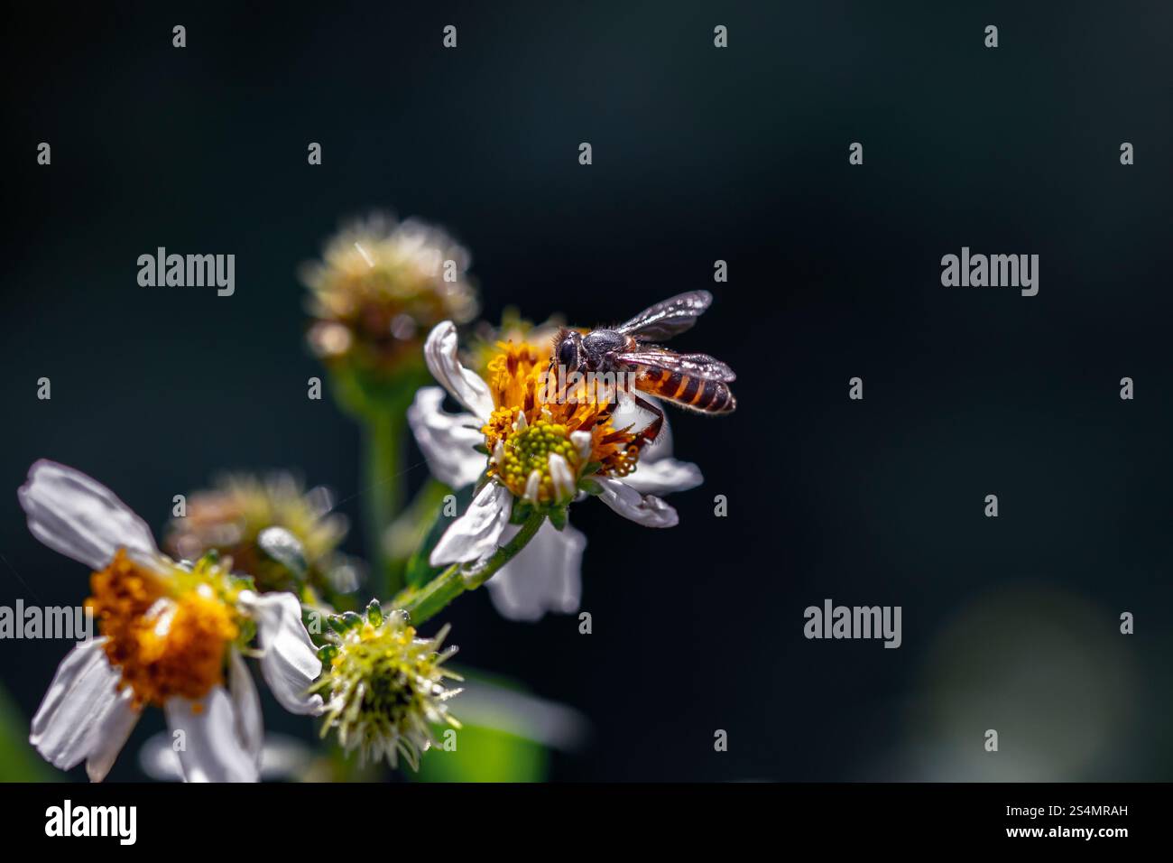 Api che raccolgono polline dai fiori Foto Stock