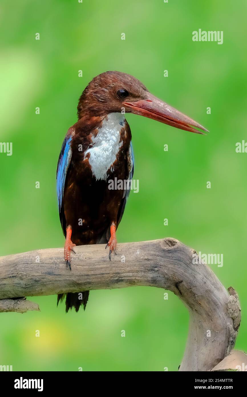 Candido Martin pescatore arroccato su un ramo di albero Foto Stock