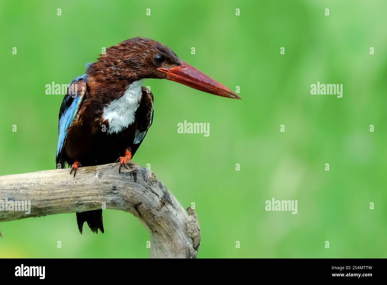 Candido Martin pescatore arroccato su un ramo di albero Foto Stock