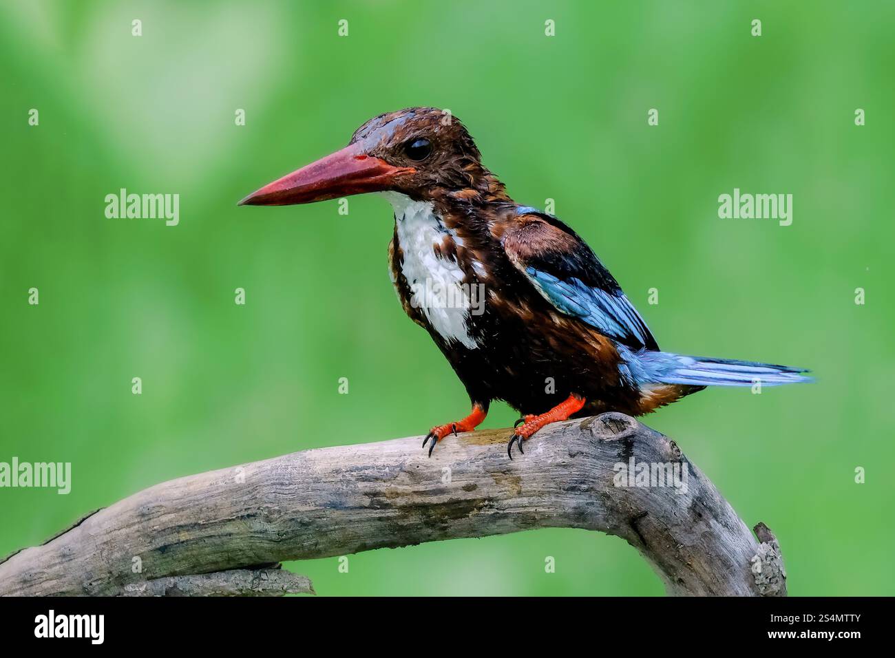 Candido Martin pescatore arroccato su un ramo di albero Foto Stock