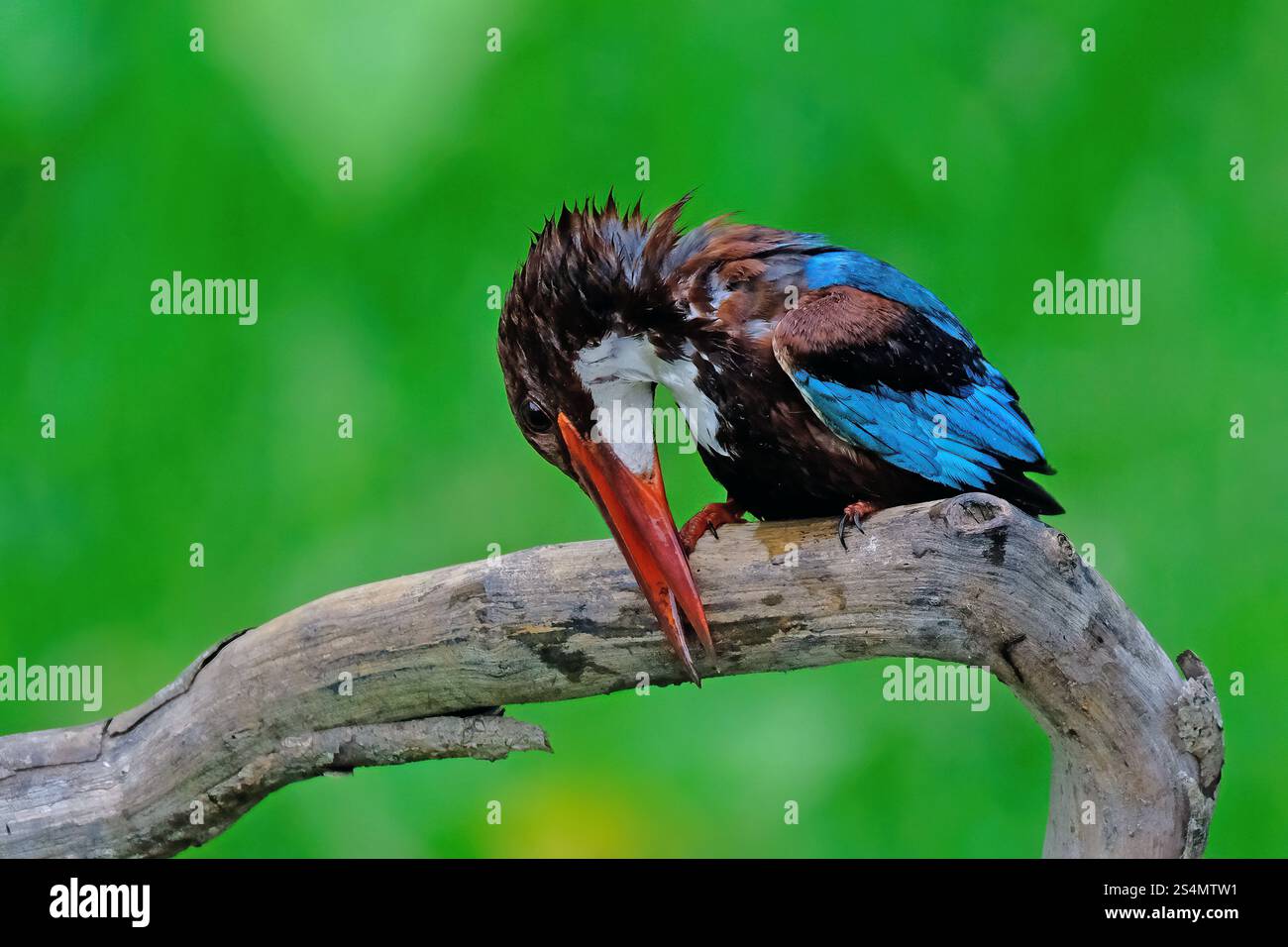 Candido Martin pescatore arroccato su un ramo di albero Foto Stock