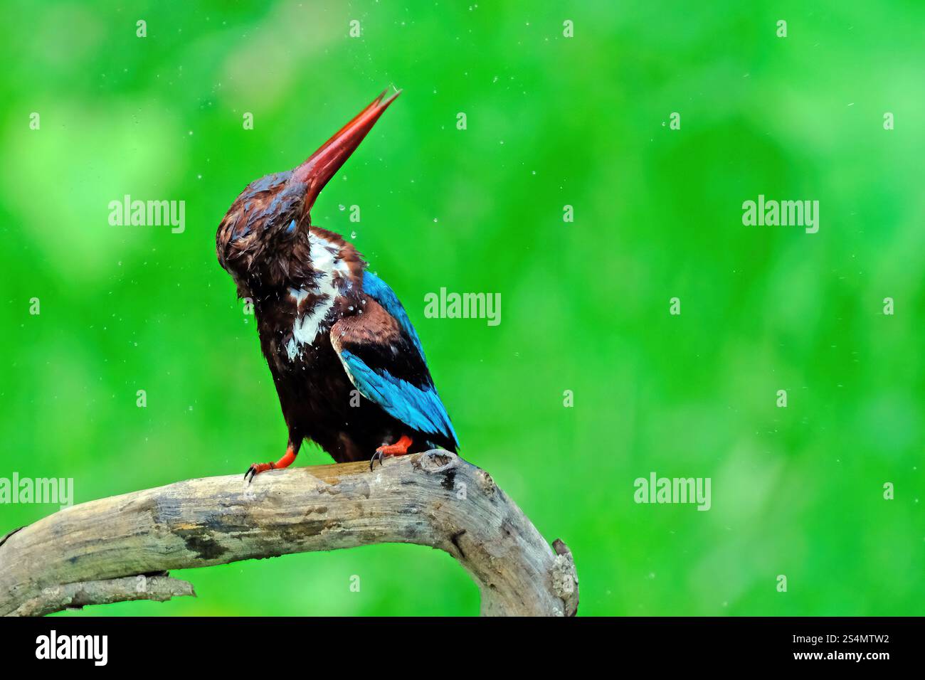 Candido Martin pescatore arroccato su un ramo di albero Foto Stock