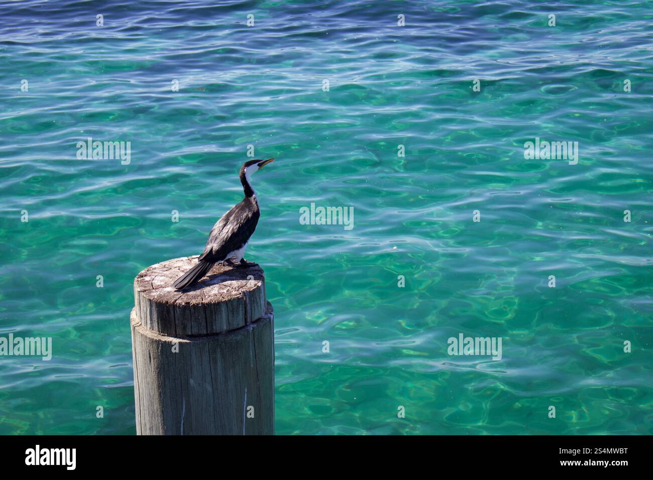 Cormorano seduto su un tronco nell'oceano Foto Stock