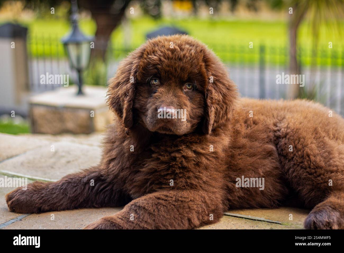 Cucciolo brown Newfoundland che gioca in un giardino Foto Stock