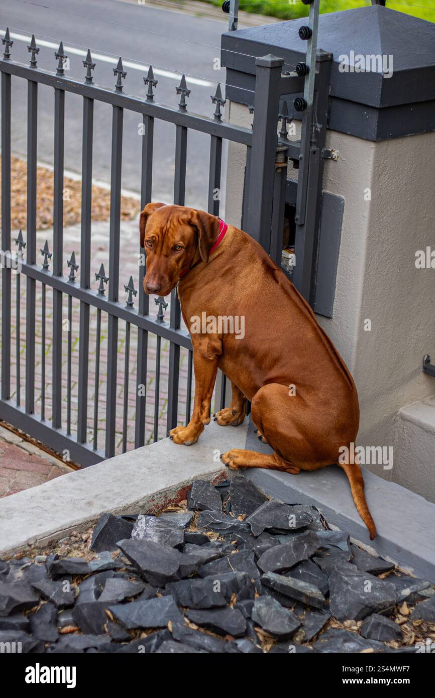 cane brown ridgeback che gioca in un giardino Foto Stock
