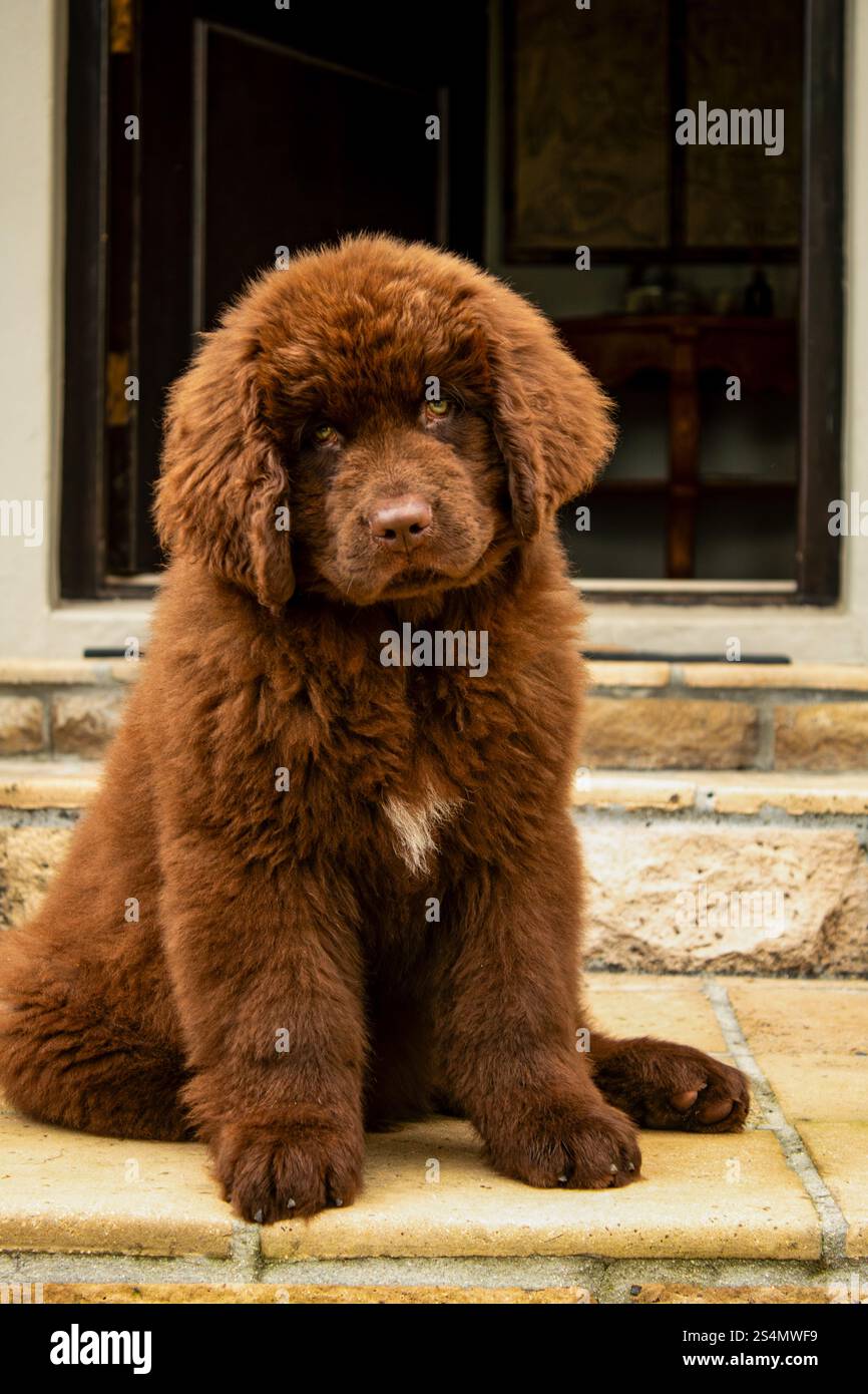 Cucciolo brown Newfoundland che gioca in un giardino Foto Stock