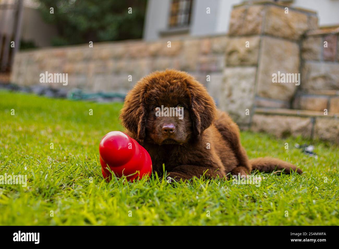 Cucciolo brown Newfoundland che gioca in un giardino Foto Stock