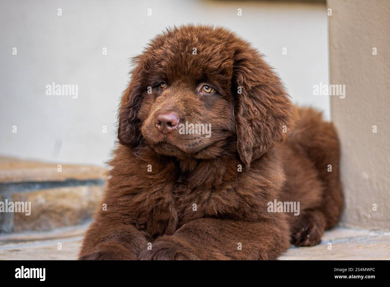Cucciolo brown Newfoundland che gioca in un giardino Foto Stock