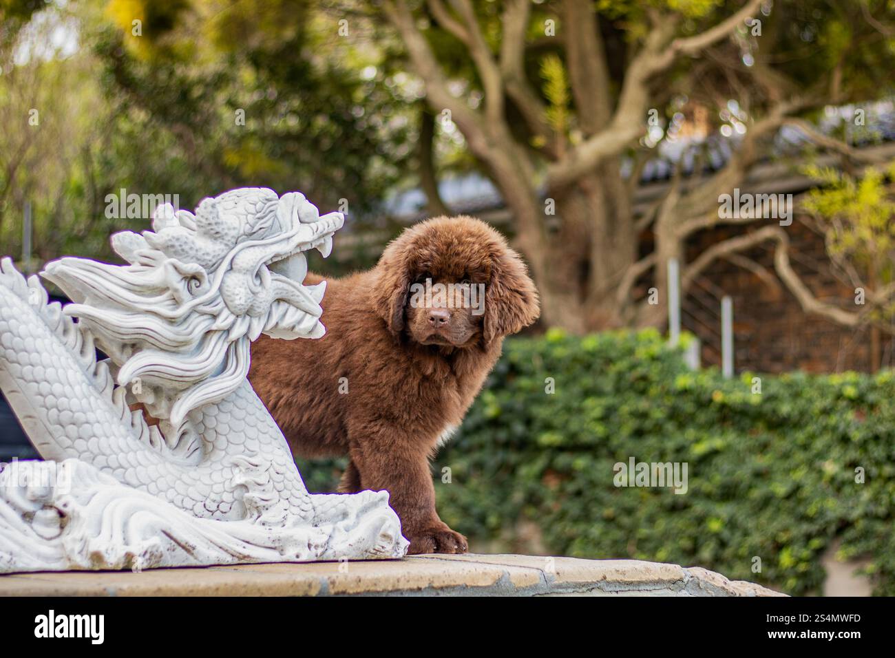 Cucciolo brown Newfoundland che gioca in un giardino Foto Stock
