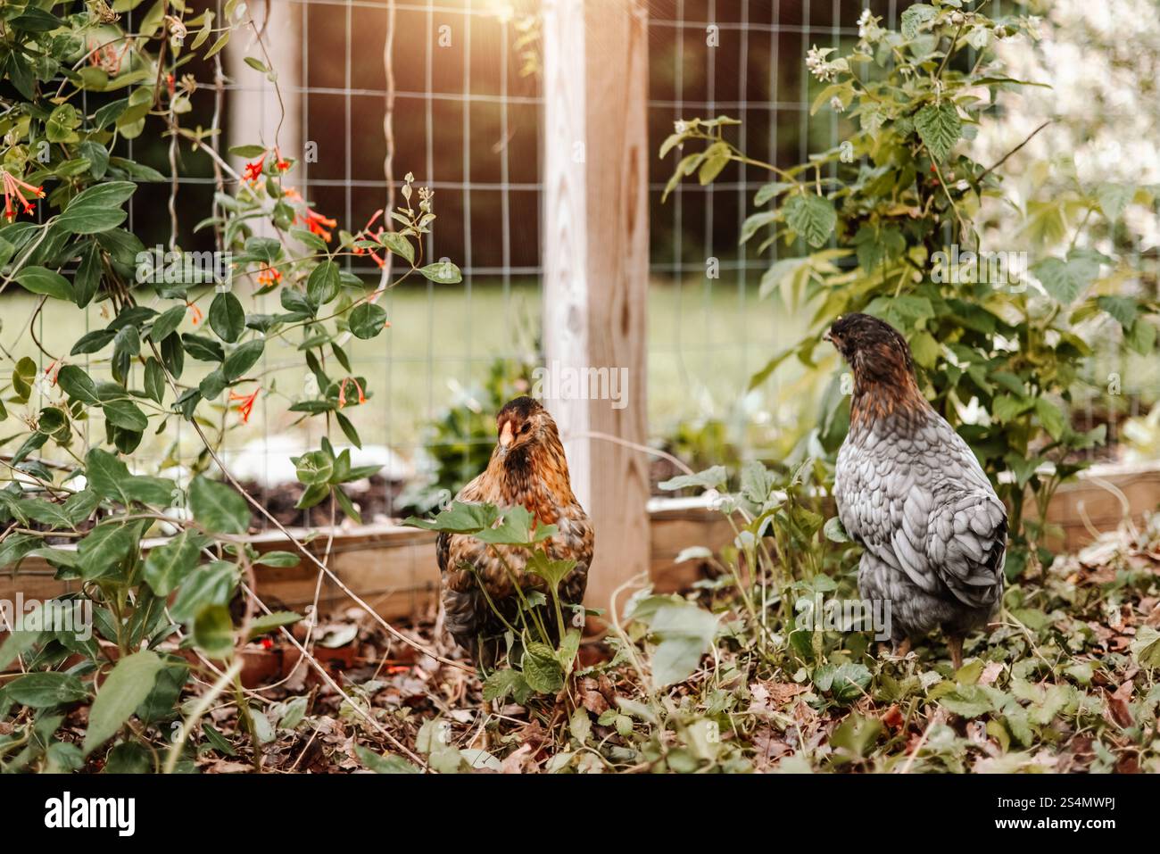Due giovani polli in Chicken Run durante l'ora d'oro Foto Stock