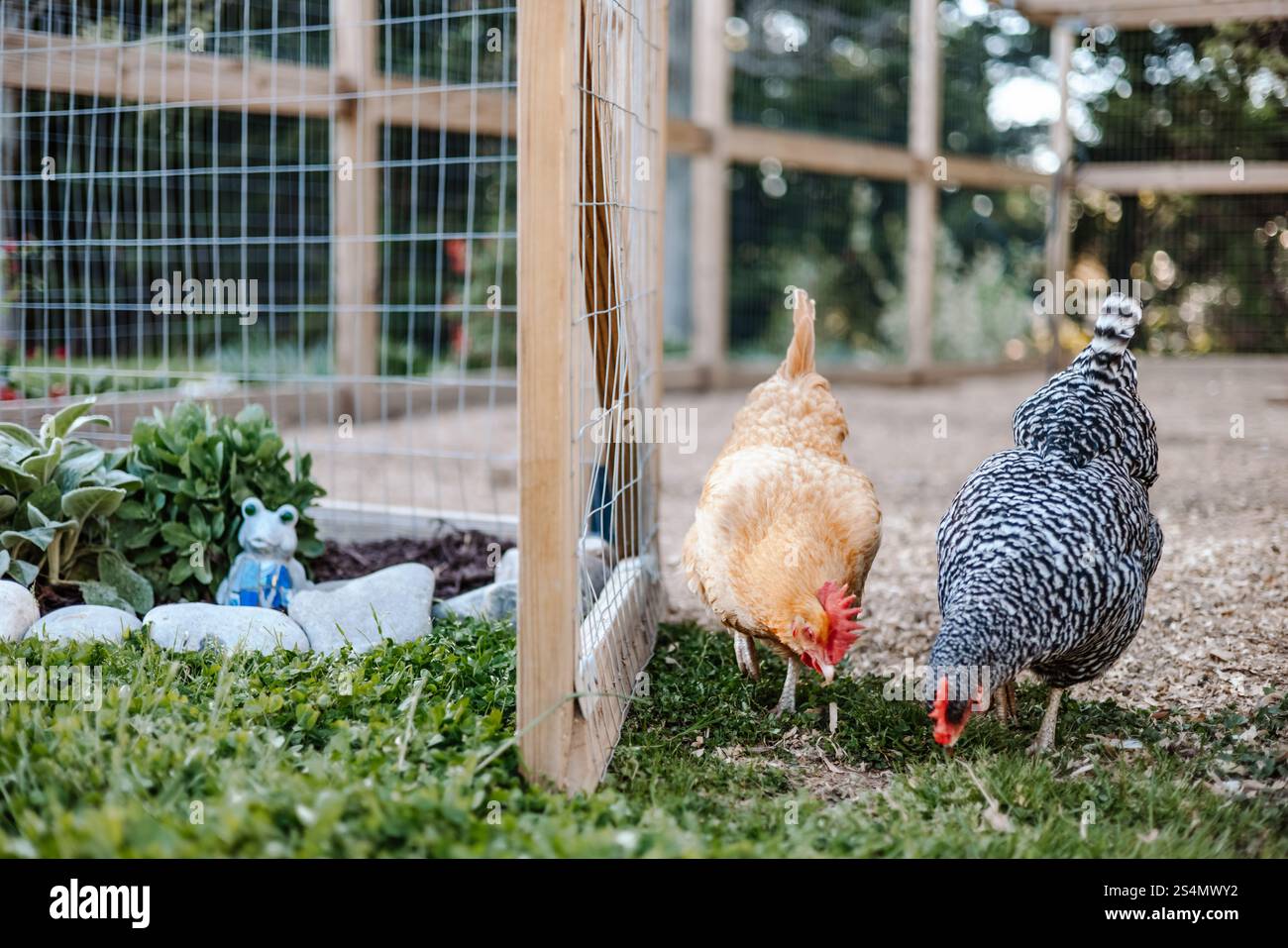 Due polli che lasciano Chicken Run per Peck at Grass Foto Stock