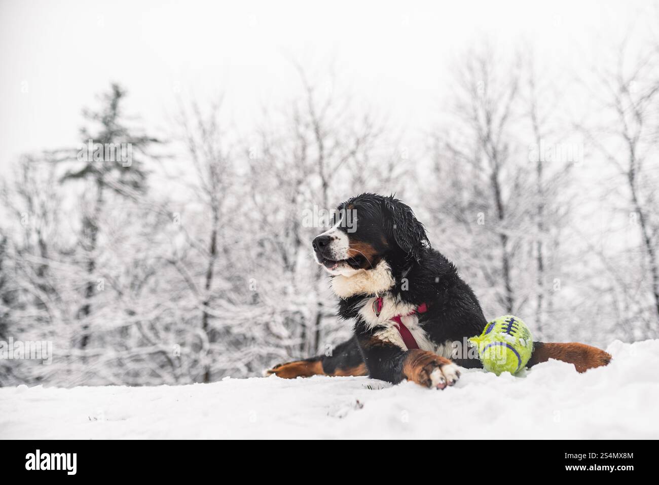 Cane da montagna Bernese sdraiato nella neve con una palla giocattolo verde Foto Stock