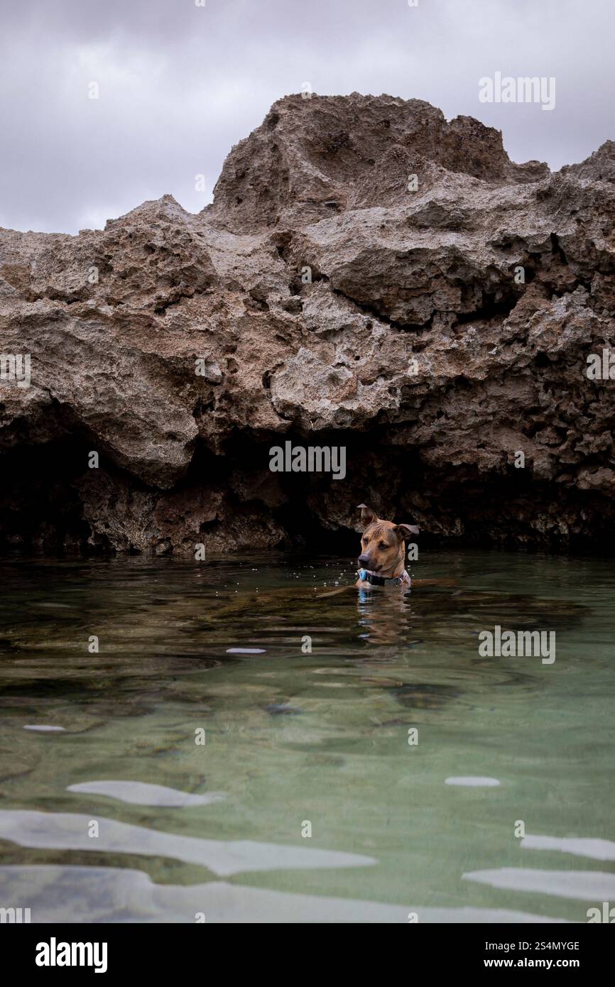 Il cane marrone sta in acqua e cerca pesci Foto Stock