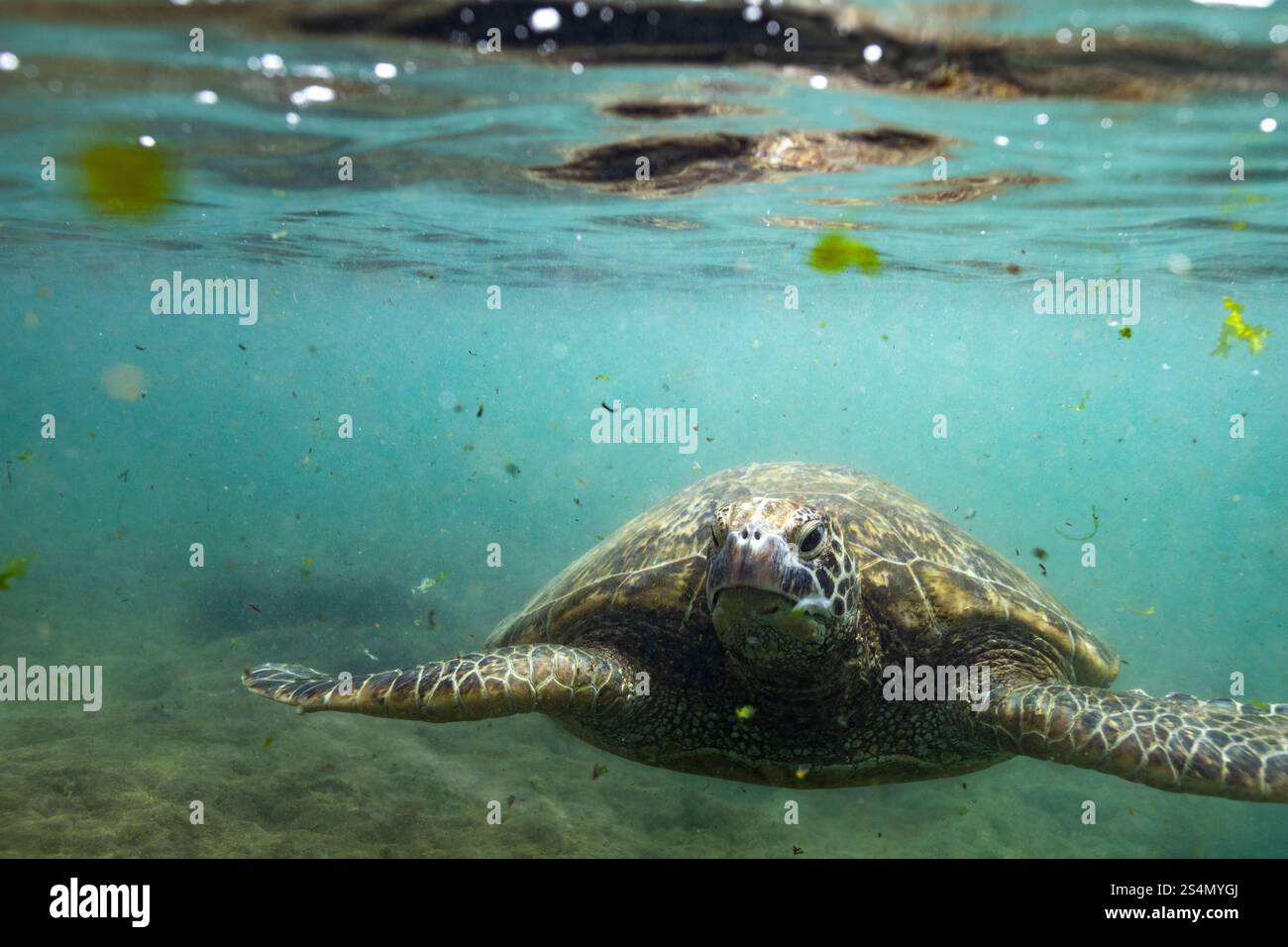 Una grande tartaruga marina verde nuota nell'oceano Foto Stock
