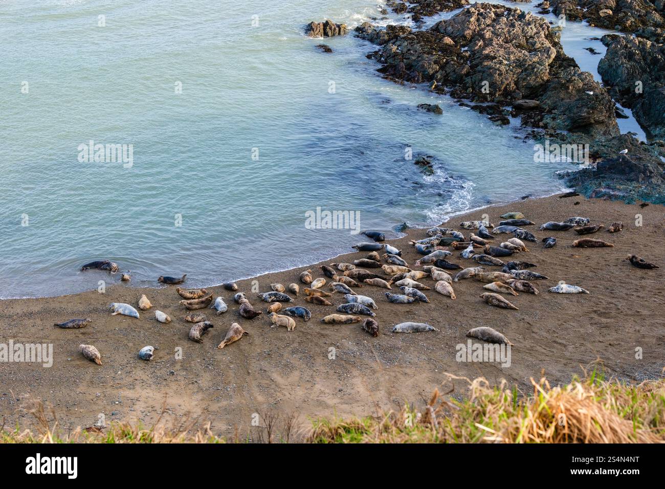 Le foche grigie Halichoerus grypus si sono arenate sulla spiaggia sulla costa settentrionale della penisola di Llyn vista dall'alto. Morfa Nefyn, Gwynedd, Galles settentrionale, Regno Unito, Foto Stock
