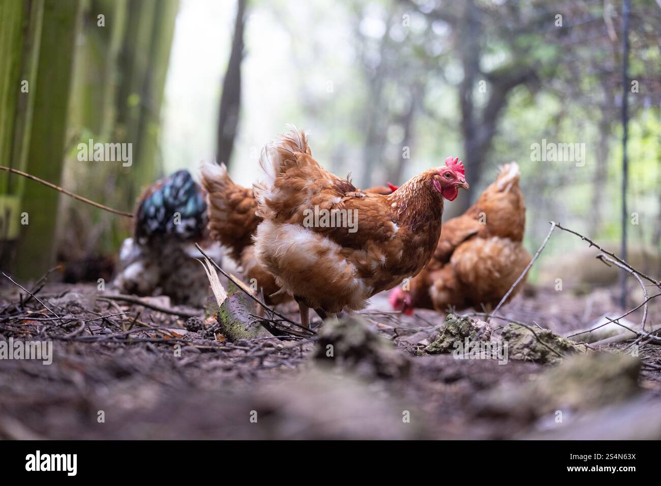 Polli all'aperto in Scozia Foto Stock