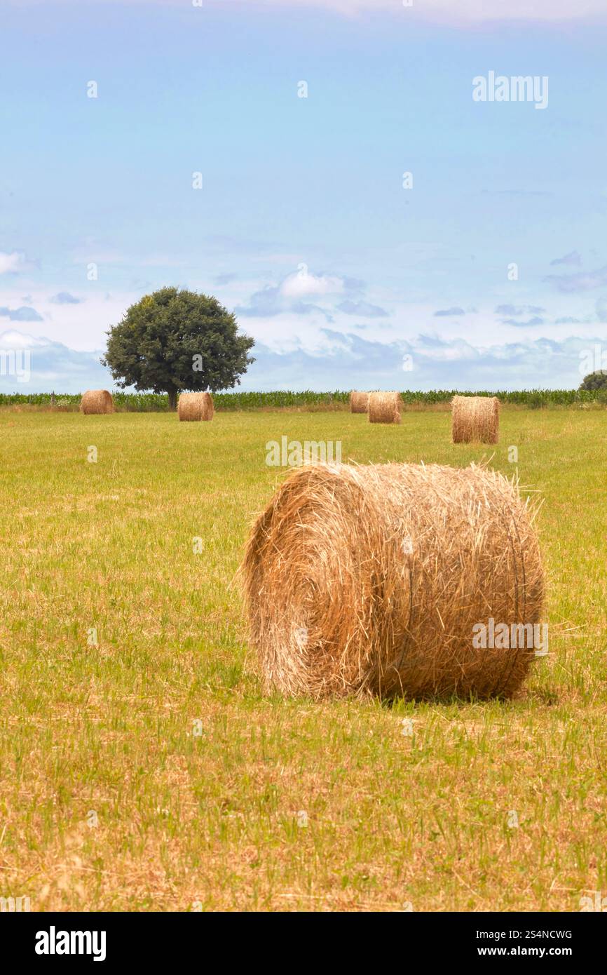 Balle di fieno in un campo a Estancia El Ombu, San Antonio de Areco, provincia di Buenos Aires, Argentina. Foto Stock
