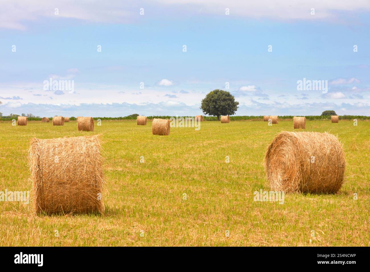 Balle di fieno in un campo a Estancia El Ombu, San Antonio de Areco, provincia di Buenos Aires, Argentina. Foto Stock