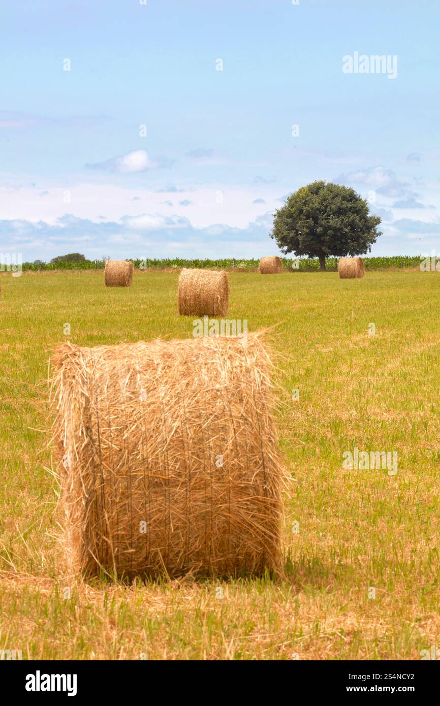Palle di fieno in un campo dell'Estancia El Ombu, San Antonio de Areco, provincia di Buenos Aires, Argentina. Foto Stock