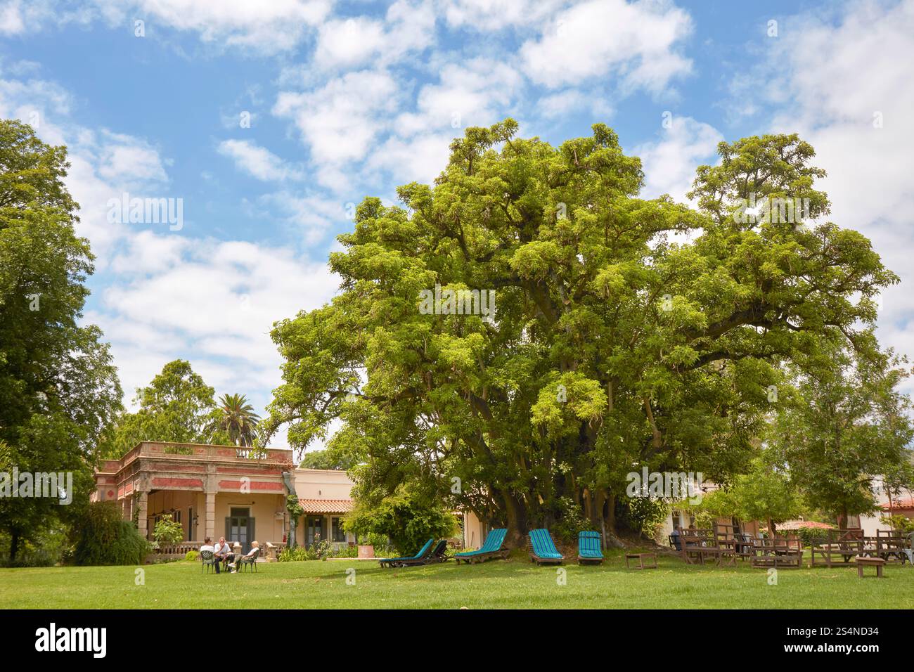 L'antico albero Ombu dell'Estancia El Ombu, San Antonio de Areco, provincia di Buenos Aires, Argentina. Foto Stock