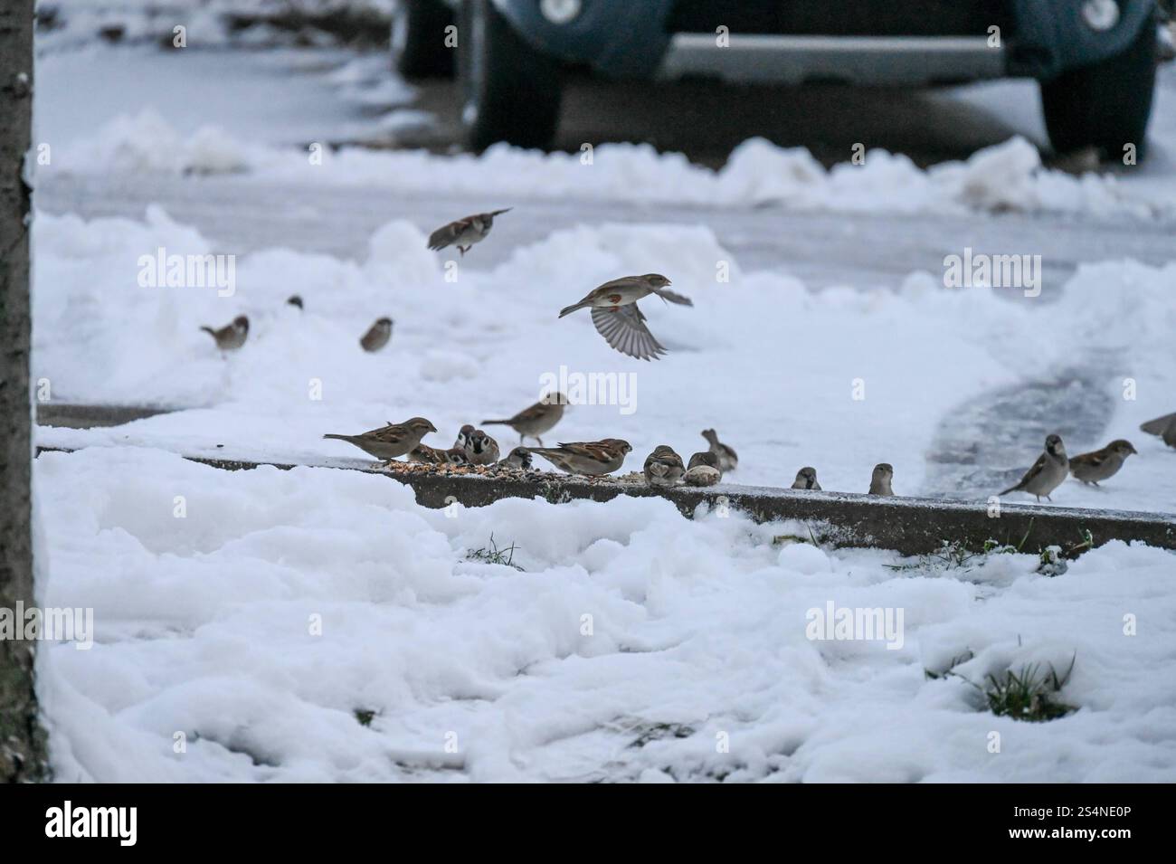 Hartha - Winterliches Wetter hält Einzug in Mittelsachsen: Mehrere Zentimer Neuschnee sorgt für Arbeit und Freude 10.01.2025 gegen 9 Uhr Stadtgebiet Hartha Der Winter hält Einzug in Mittelsachsen: Mitte Januar wurden viele Harthaer vom Schneefall aus der Nacht überrascht. während der Verkehr auf den Straßen dank des Wetterdienstes relativ problemlos lief, mussten andere ihre Autos zunächst von den Schneemassen befreien. MIT Besen und Schaufel räumten Autobesitzer den Schnee am Morgen von ihren Fahrzeugen. Auch Friedhofsverwalter Sebastian Markert ist bereits am Morgen unterwegs und befreit die Foto Stock
